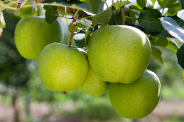 Green Apple. Close Up.
