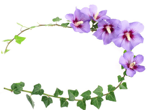 decorative frame from hibiscus flowers