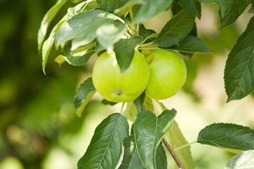 Green Apple. Close Up.