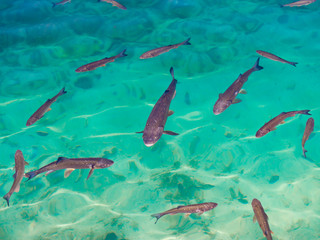 Trout fish in emerald-green water