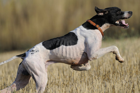 Pointer corriendo