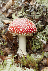 One  beautiful fly agaric (Amanita muscaria)