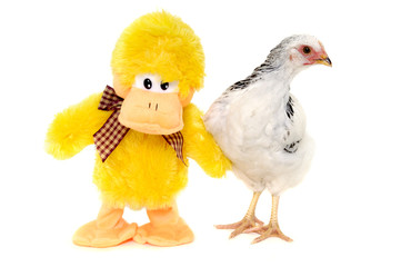 Chicken and toy duck