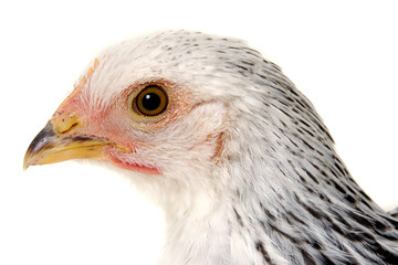 chicken face