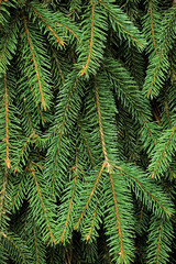 Fresh Green Fir Twig Needle Background