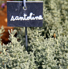 Santoline