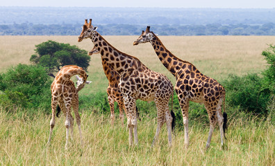 escena africana