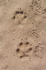 empreintes dans le sable