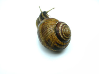 Weinbergschnecke