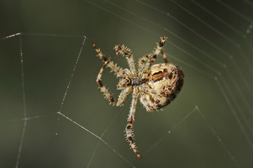 Spinne im Netz