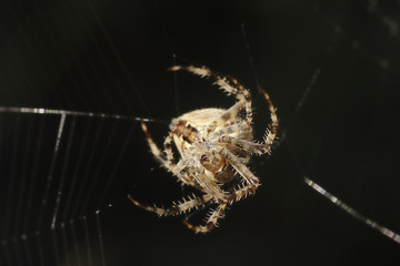 Spinne im Netz