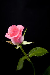 pink rose