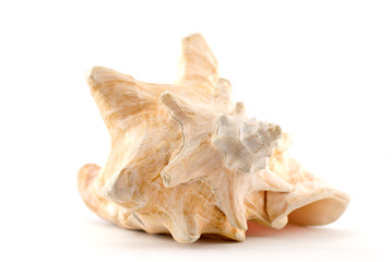 shell