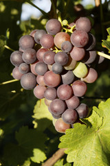 Weintrauben