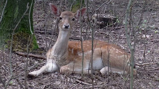 Fallow Deer