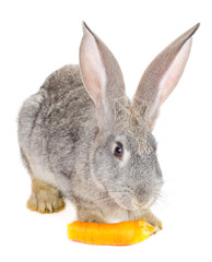 gray rabbit eating the carrot