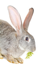 gray rabbit eating the carrot leaves