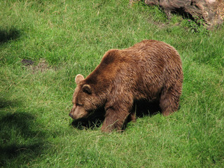 Brown Bear on the Field