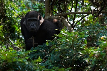 The young male lowland gorilla.