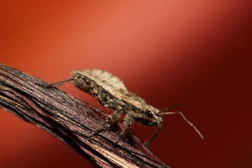 stinkbug