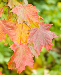 autumn maple leaves