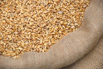 Wheat crop in a bag