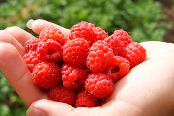 Fresh raspberry on a palm