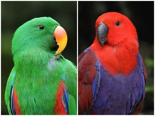 Obraz premium grand eclectus ,eclectus roratus