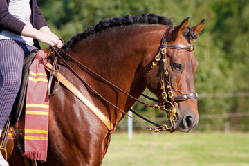 Obraz premium Pferd - Spanier