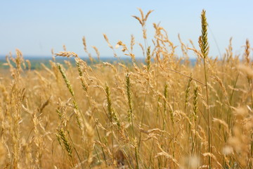 Ripe cereal spikes against a blue sky in steppe