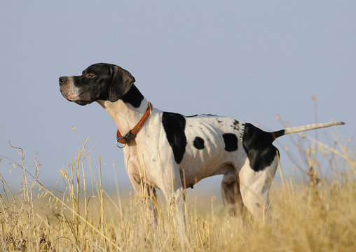 Purebreed pointer