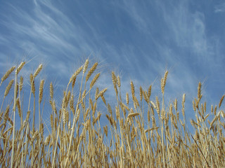 wheat ears against blue sky