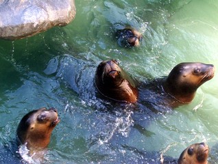 lobos marinos en el agua © niyenar