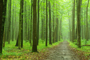 Obrazy na Plexi  zielony las