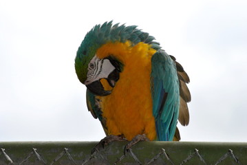 Colorful Parrot