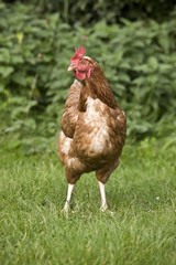 Rooster