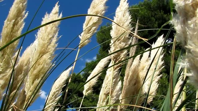 Herbes de la pampa