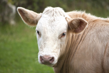 cow portrait