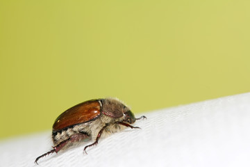 chafer
