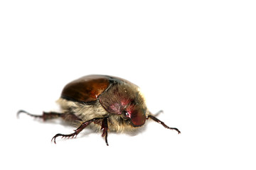 chafer