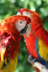 Red parrots