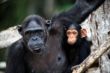 Chimpanzee with a cub on mangrove branches.