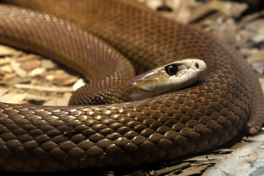 Taipan