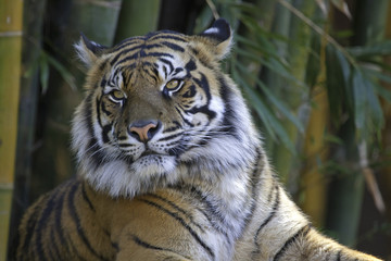 Tiger with bamboo background
