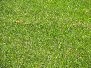 Green green grass