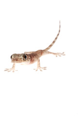 Fototapeta premium animal chinese gecko