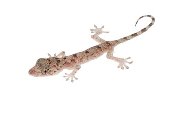 animal chinese gecko