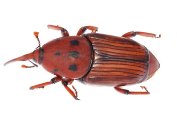 weevil snout beetle