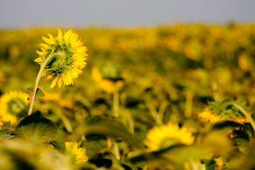 Поле подсолнухов