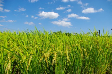 サマーナイトタウン